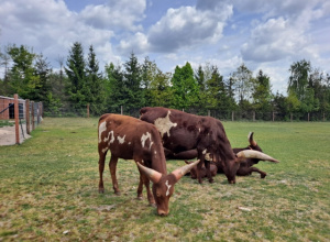 Wycieczka do ZOO