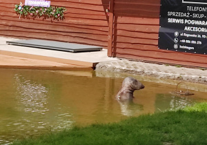Zdjęcie 17 na 56