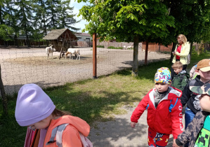 Pierwsze zwierzęta