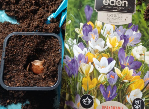 Rośliny sadzimy - odpowiedzialności się uczymy